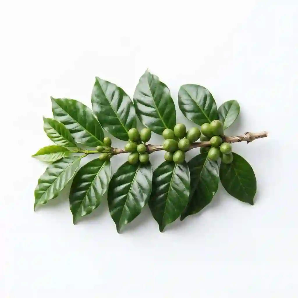 green coffee bean extract