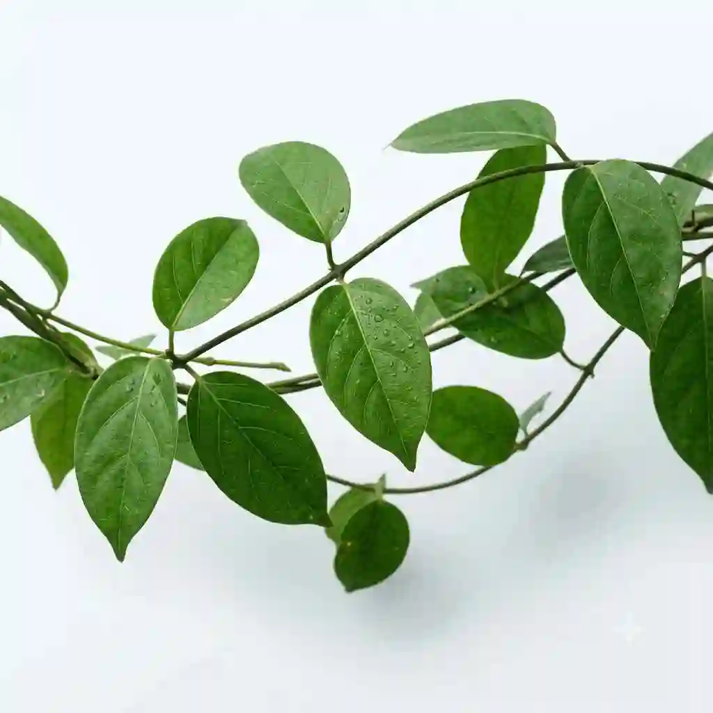 gymnema-sylvestre
